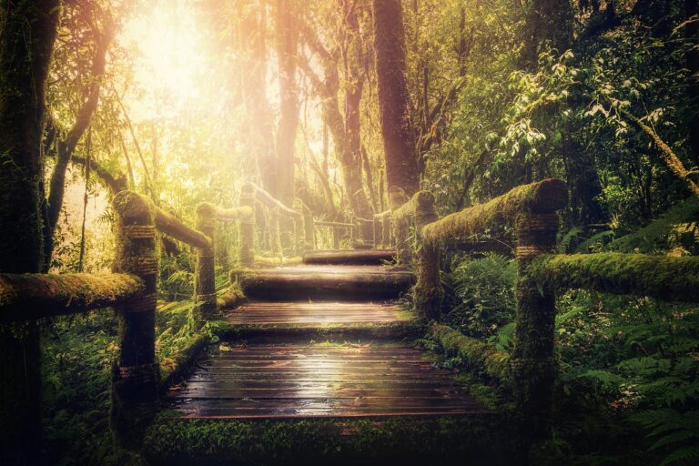 Jungle structure soleil 768x512